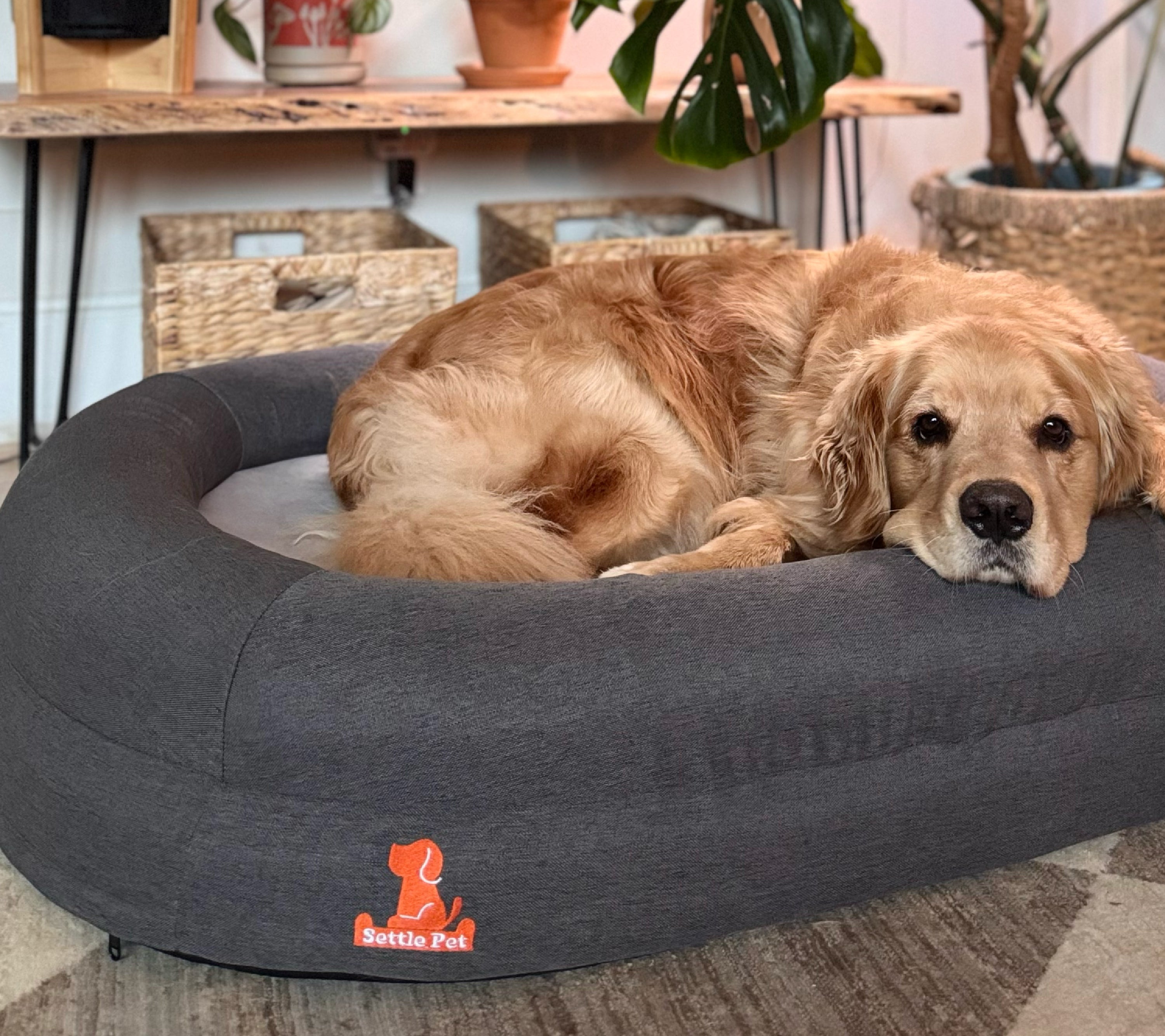 How to Choose the Best Settle Pet Dog Beds for Extra Large Dogs?