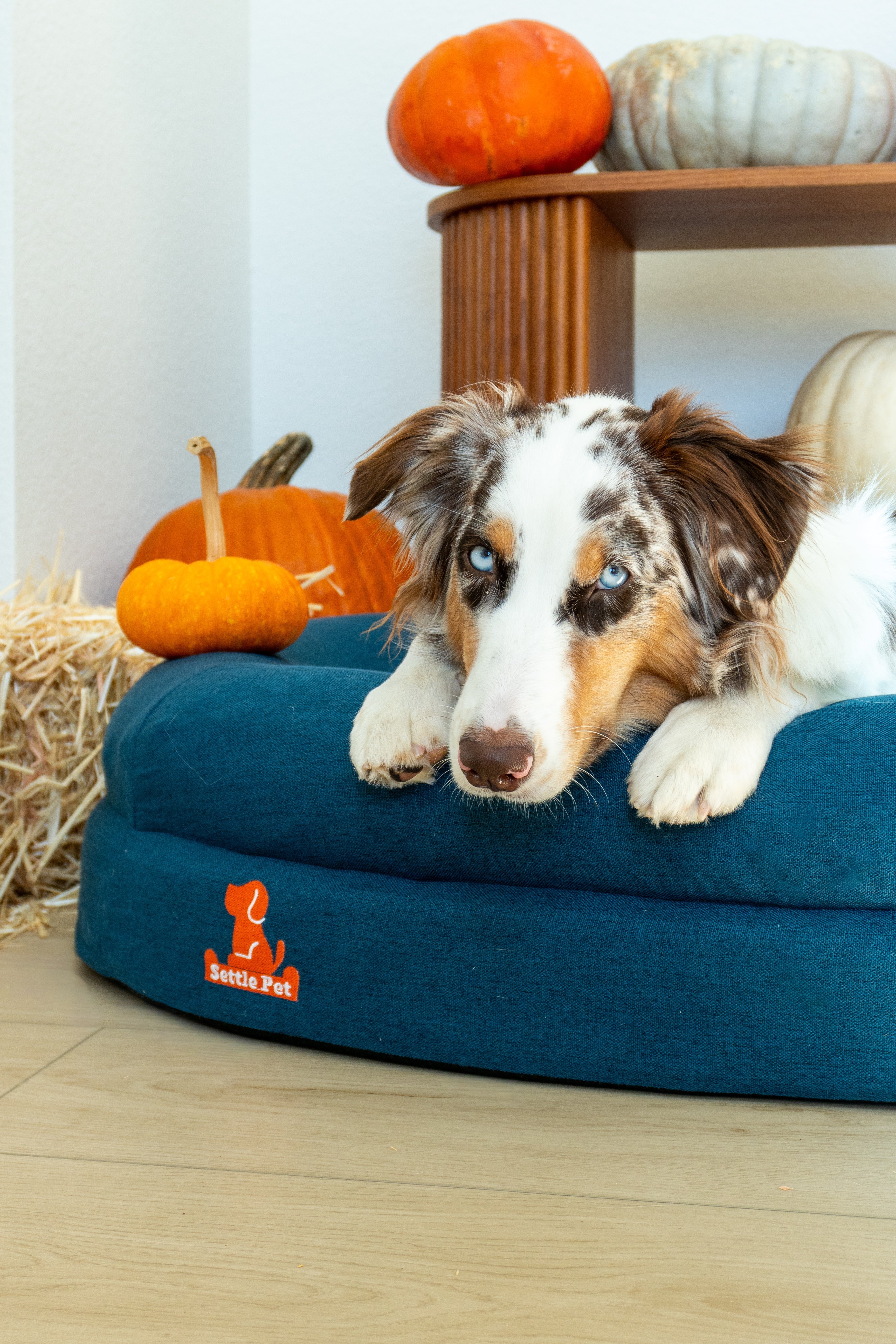 What's the Best Orthopedic Bed for a Large Dog? – SettlePet Guide