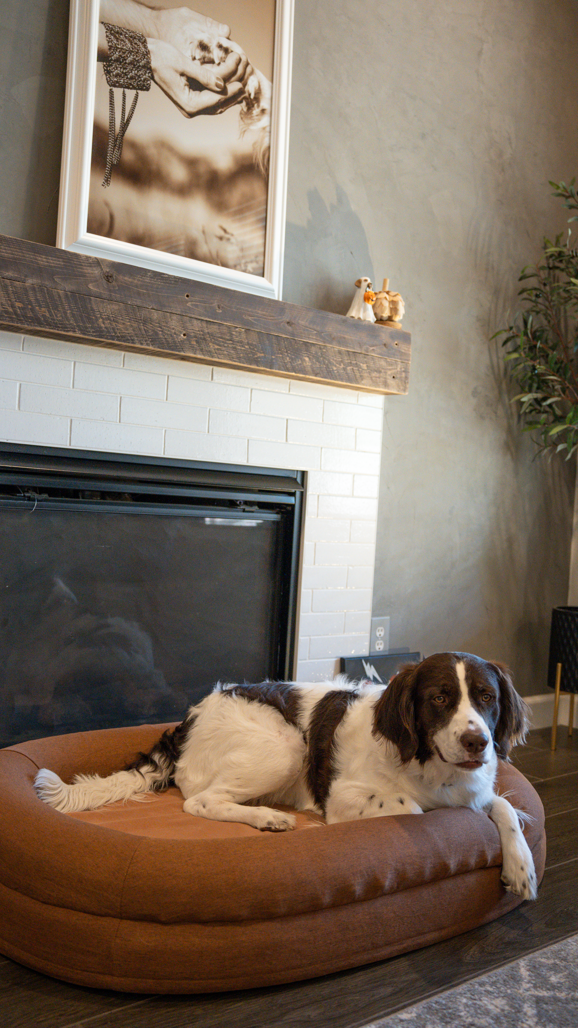 Beyond the Bed: How Settle Pet Enhances Your Home Life