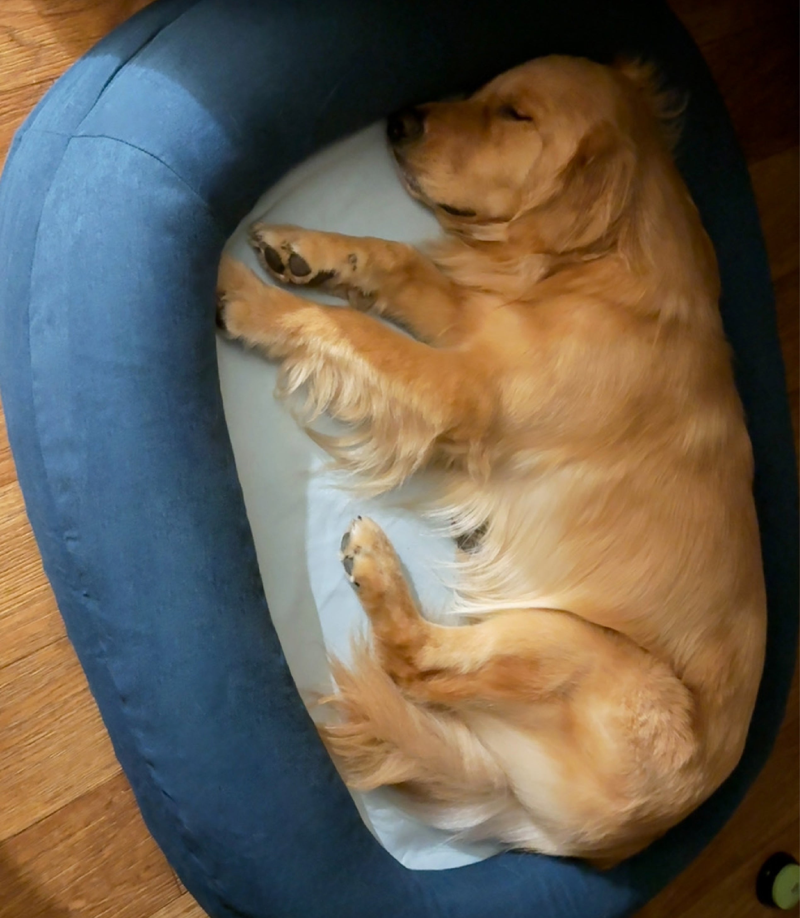 washable cover sized dog memory foam dog bed dog beds for large dogs extra large