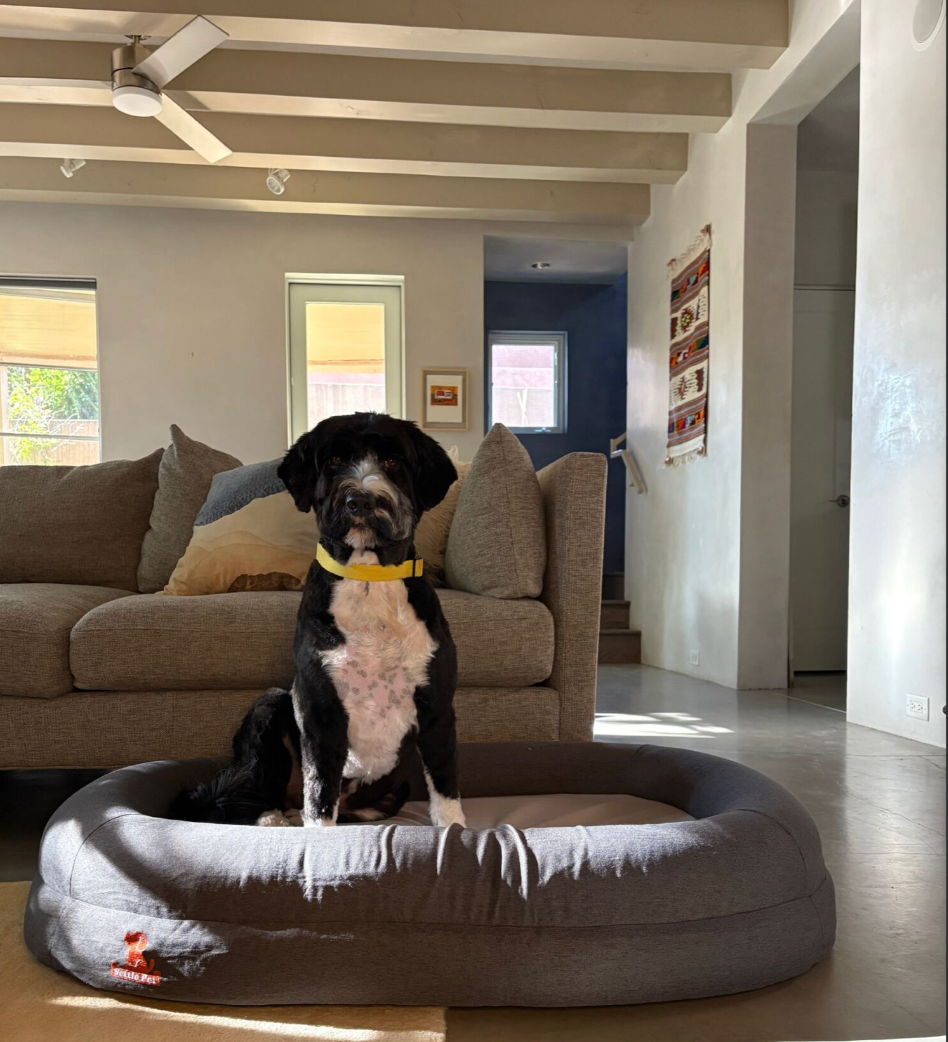 How Many Hours a Day Do Dogs Sleep?