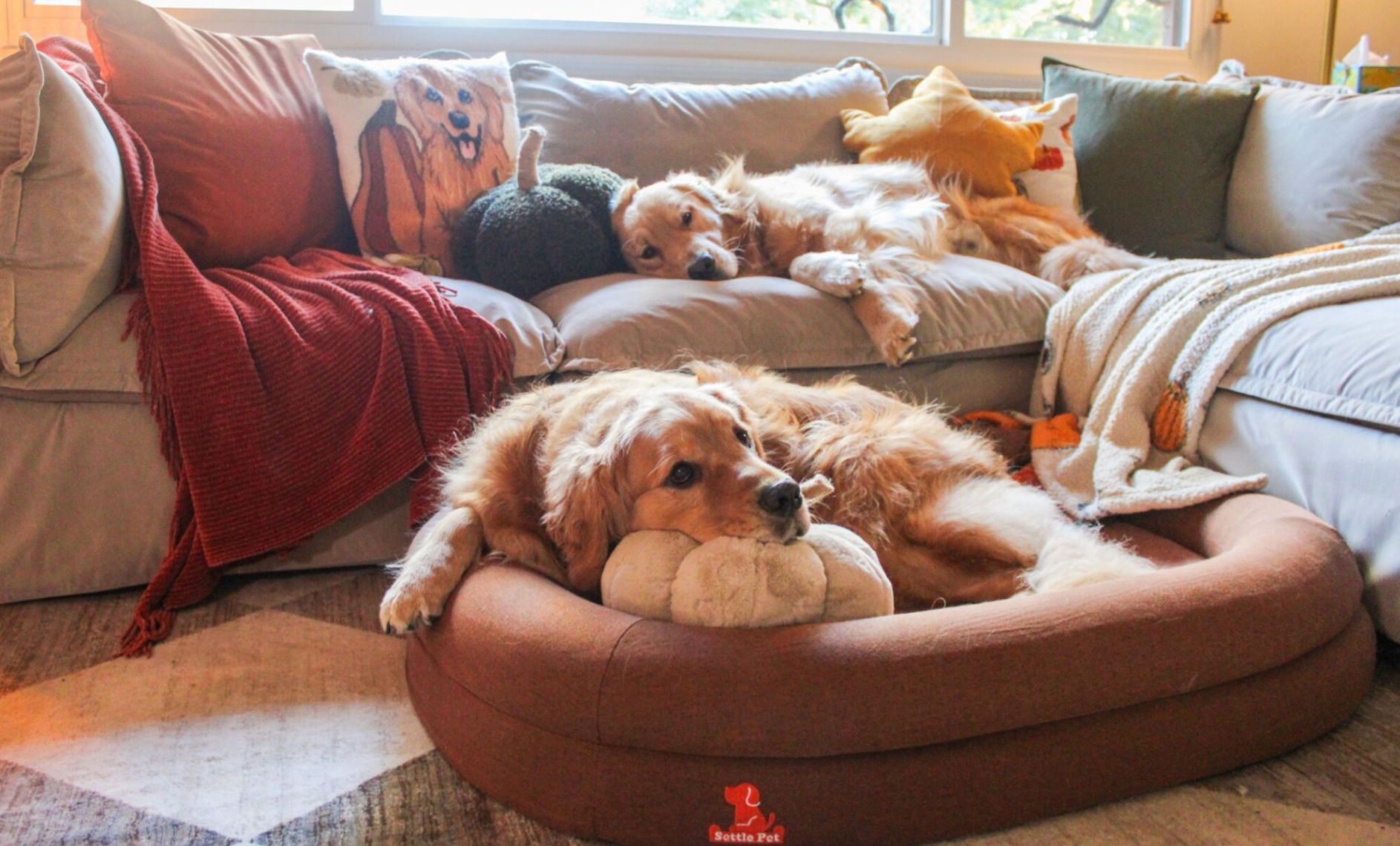 Do Dogs Need Orthopedic Beds? SettlePet's Guide to Better Sleep