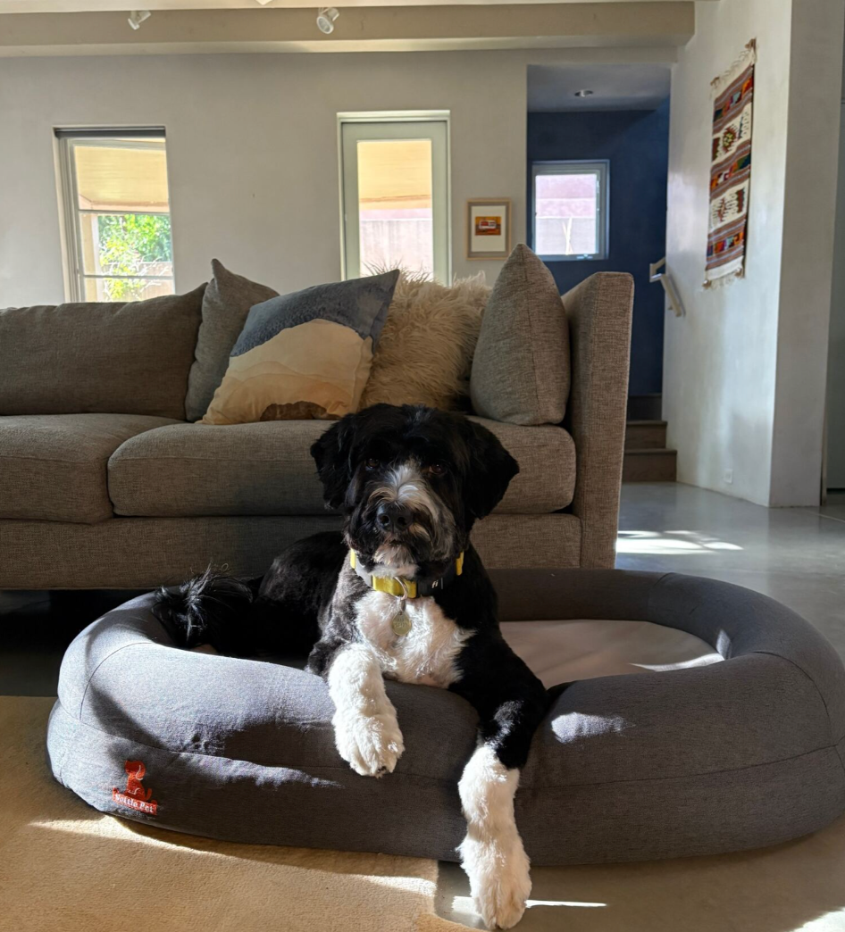 The Best Orthopedic Dog Beds for Joint Support