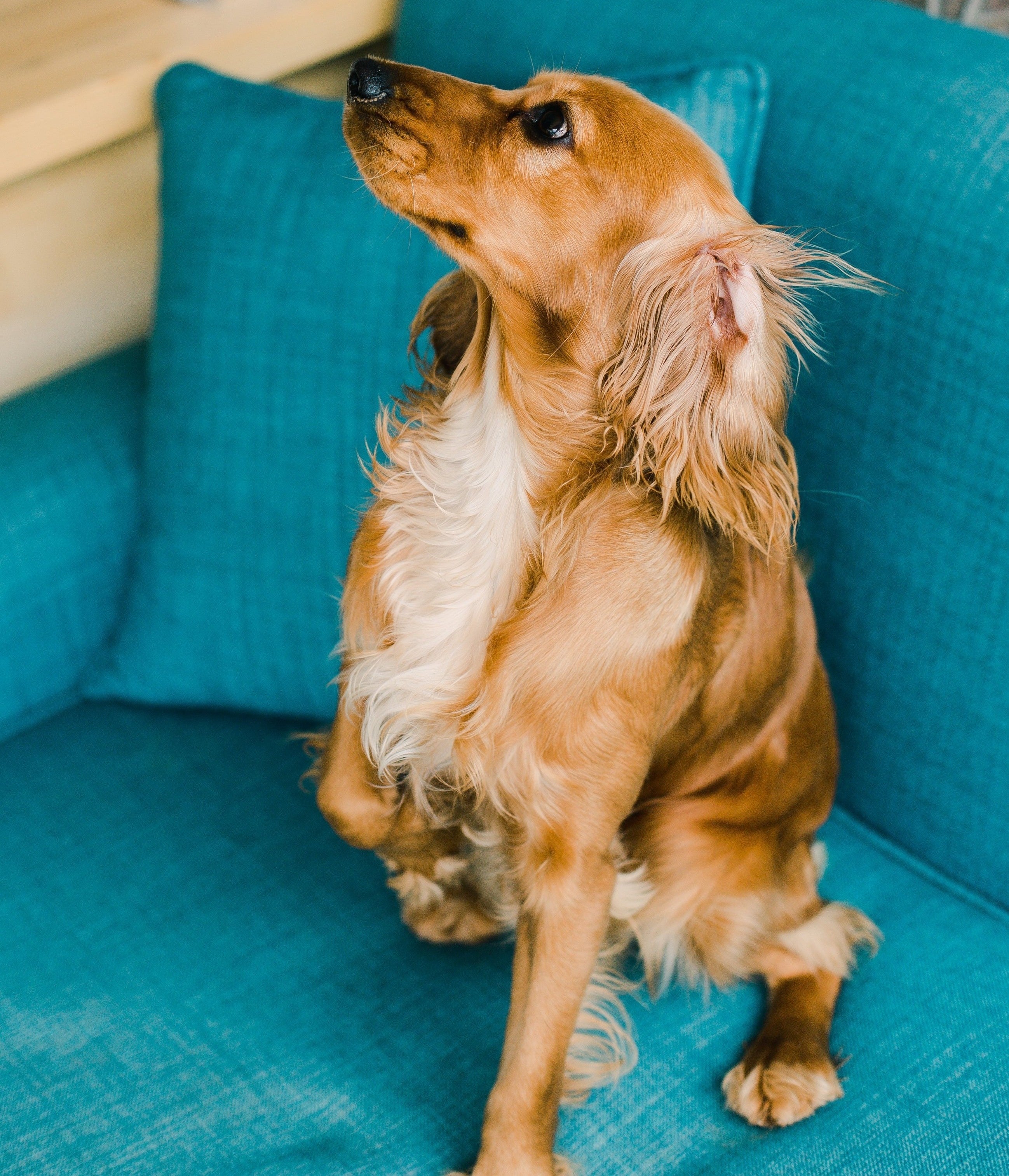 What Is an Orthopedic Dog Bed?