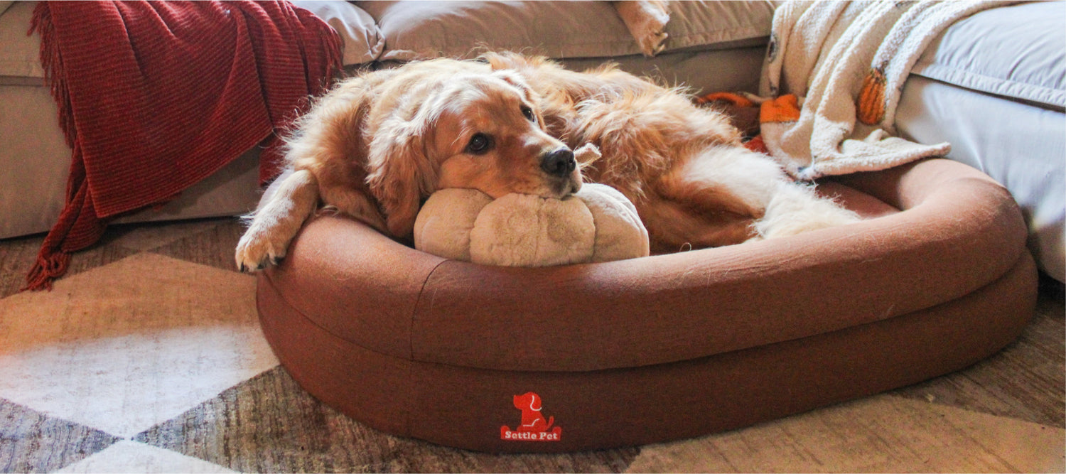 How to Choose the Best Orthopedic Dog Bed for Extra Large Breeds？