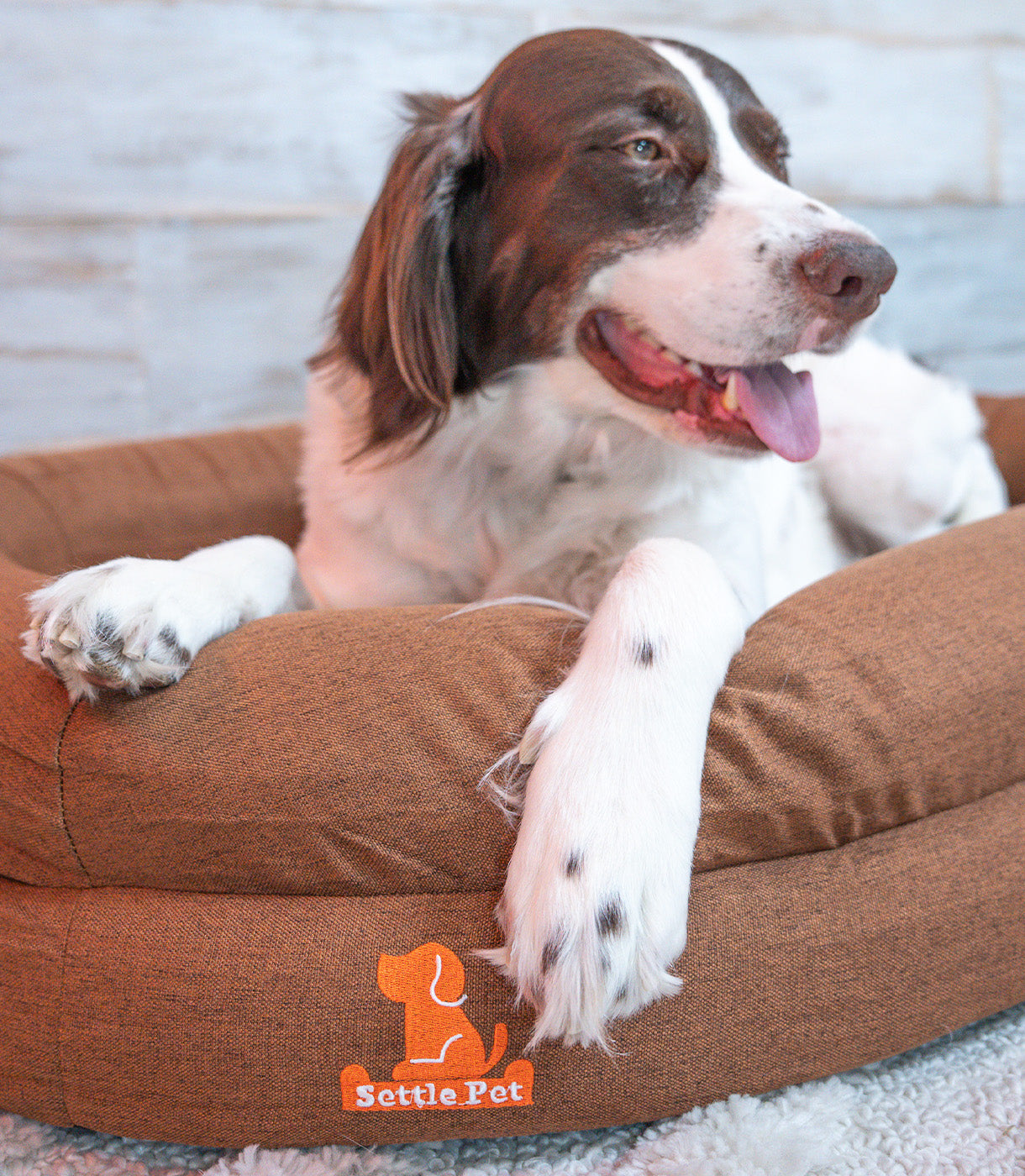 High-Quality Dog Beds: Why Your Dog Deserves the Best Sleep of Their Life