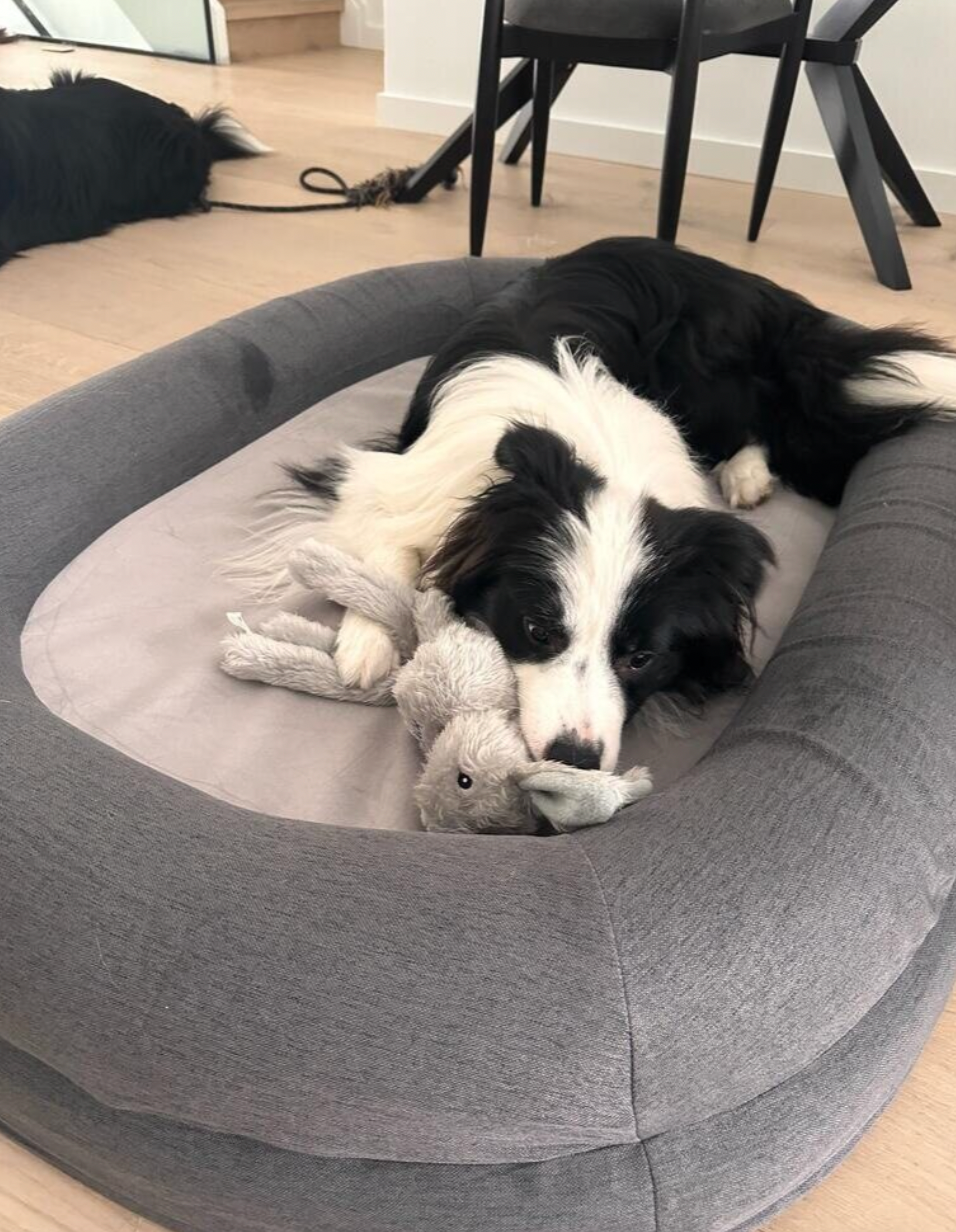 https://settlepet.com/products/large-twilight-blue-orthopedic-memory-foam-dog-bed