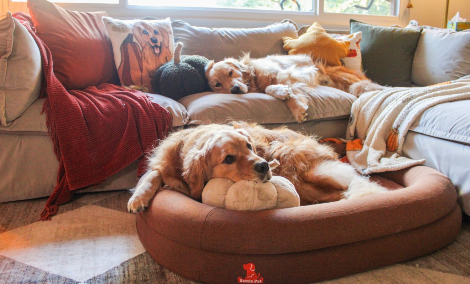 Do Dogs Need Orthopedic Beds? SettlePet's Guide to Better Sleep