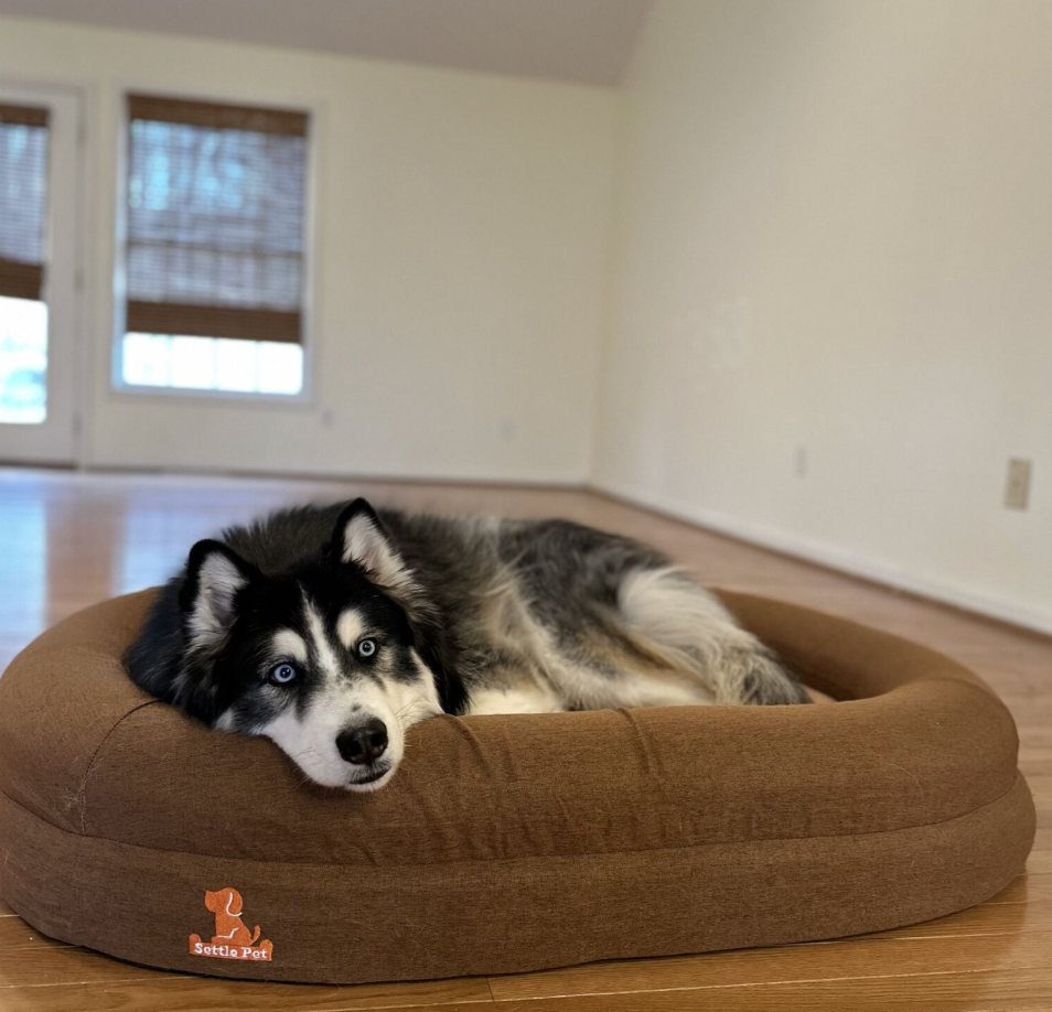 Can Pets Carry Bed Bugs?