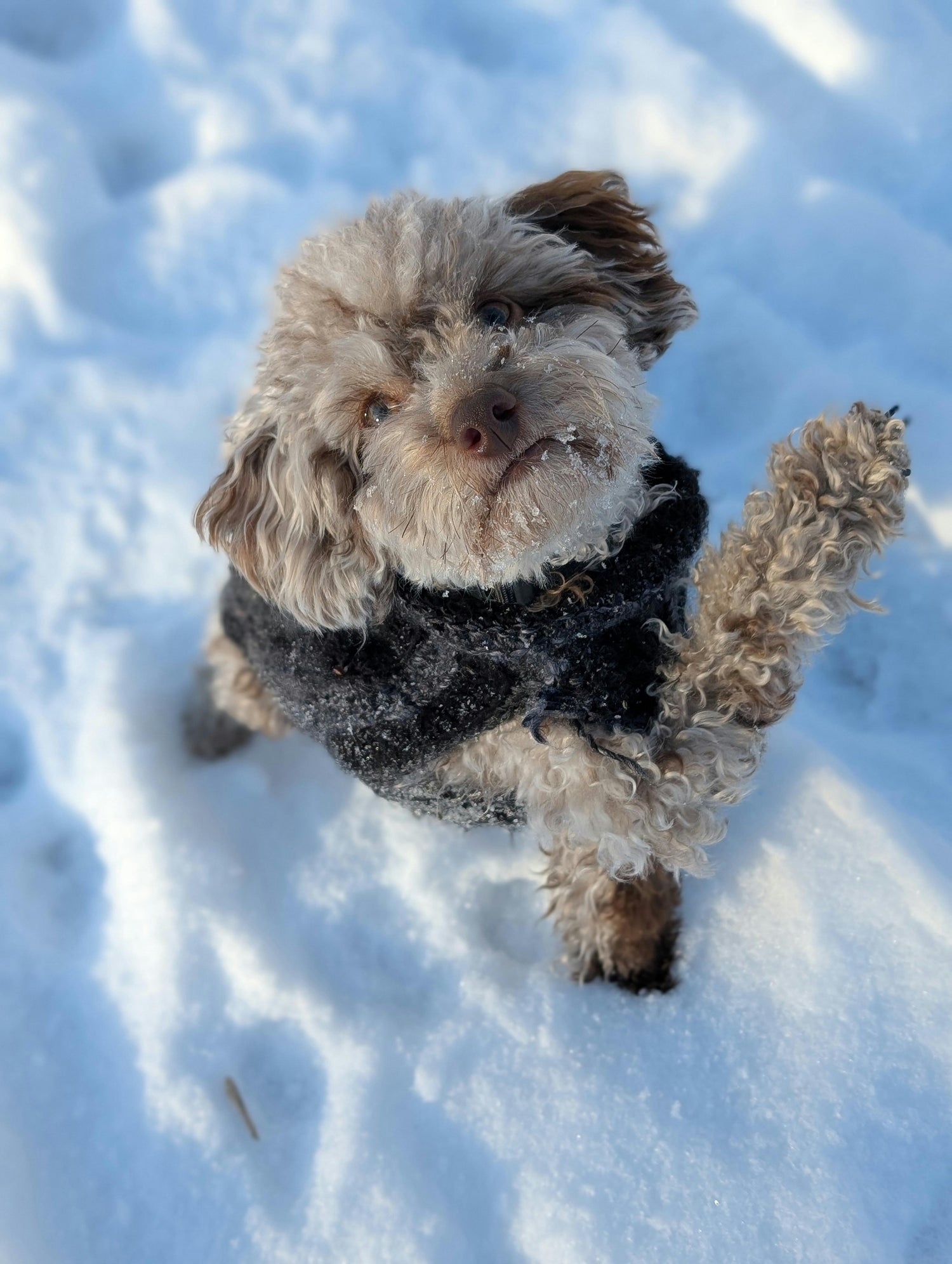 Settle Pet orthopedic dog bed, luxury dog bed