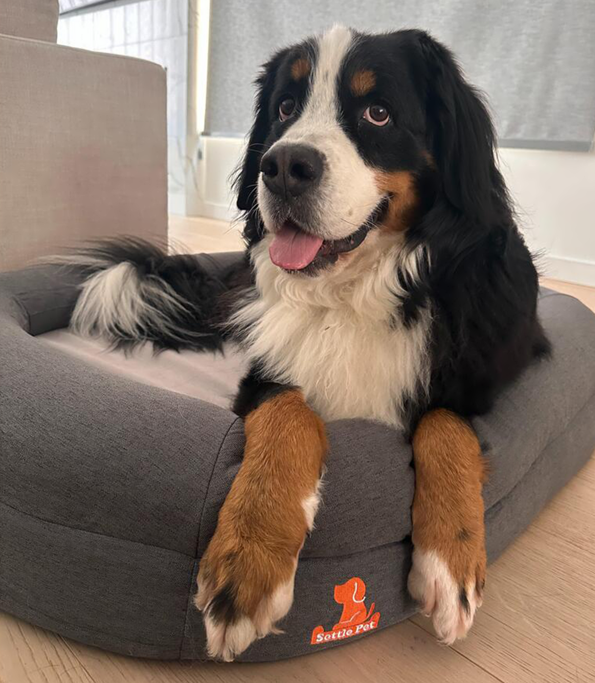 What to Look For in the Best Dog Beds for Puppies