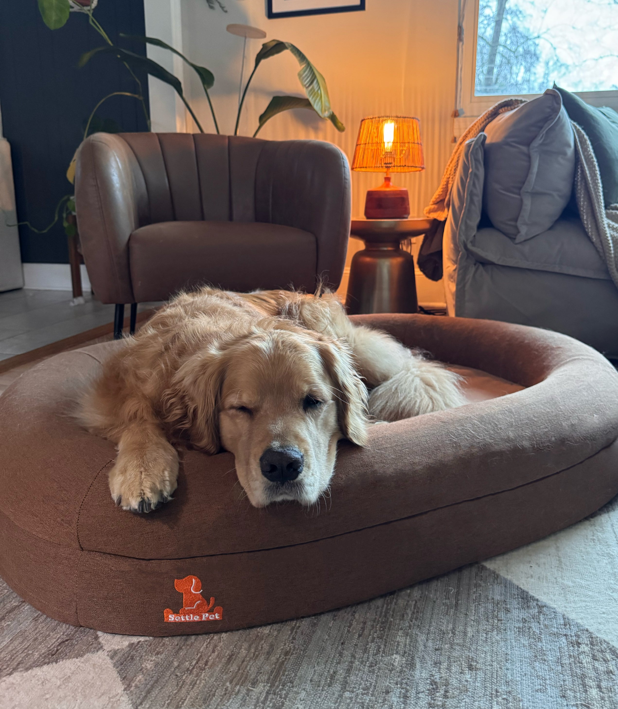 Large Cocoa Mocha Orthopedic Memory Foam Dog Bed | Settle Pet